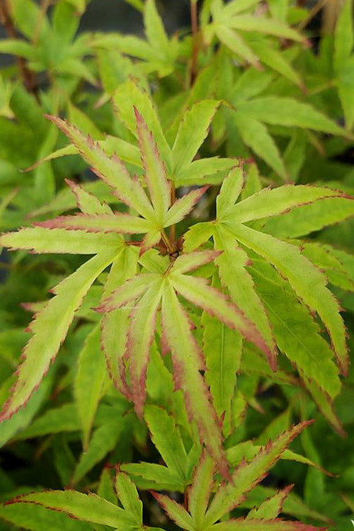  Akita Yatsubusa DwarfJapanese Maple - 1 Gallon Pot
