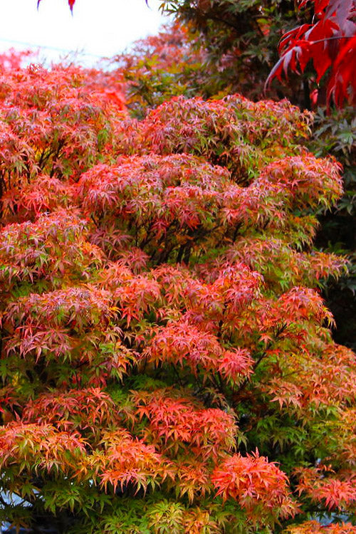  Akita Yatsubusa DwarfJapanese Maple - 1 Gallon Pot