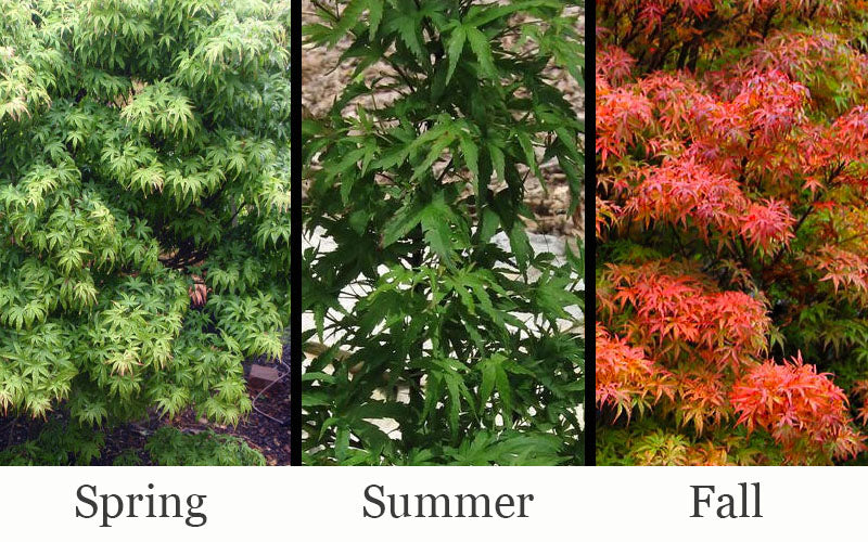  Akita Yatsubusa DwarfJapanese Maple - 1 Gallon Pot