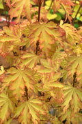 Anne Irene Japanese Maple - 1 Gallon Pot