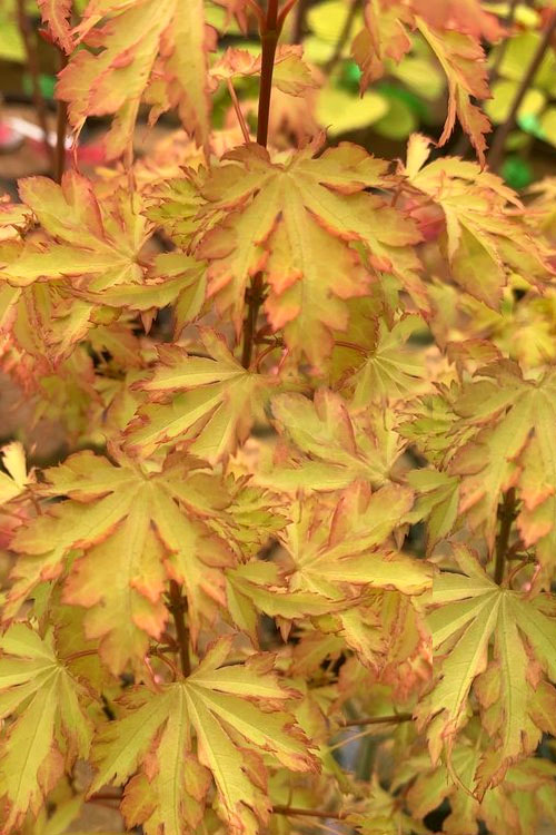 Anne Irene Japanese Maple - 1 Gallon Pot