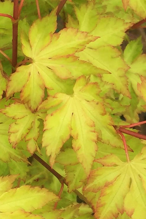  Anne Irene Japanese Maple - 1 Gallon Pot