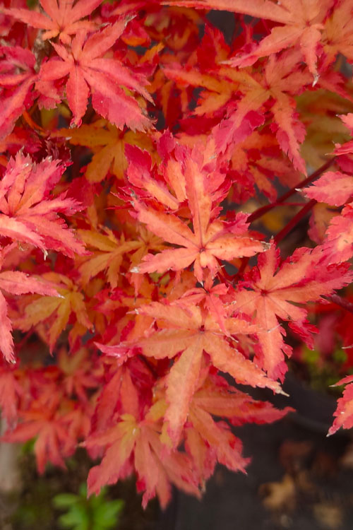  Anne Irene Japanese Maple - 1 Gallon Pot