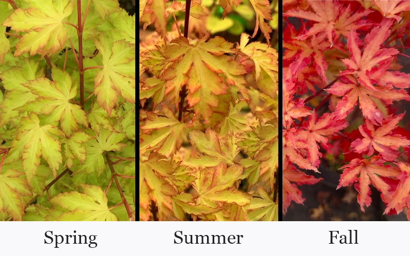  Anne Irene Japanese Maple - 1 Gallon Pot