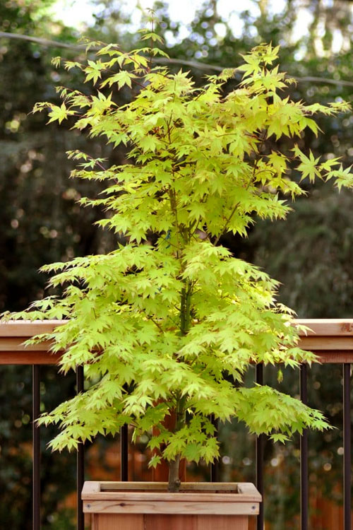  Anne Irene Japanese Maple - 1 Gallon Pot