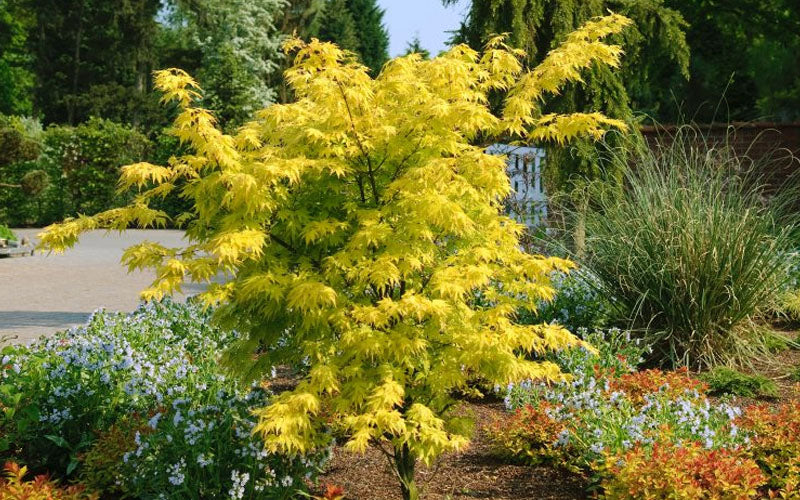  Anne Irene Japanese Maple - 1 Gallon Pot