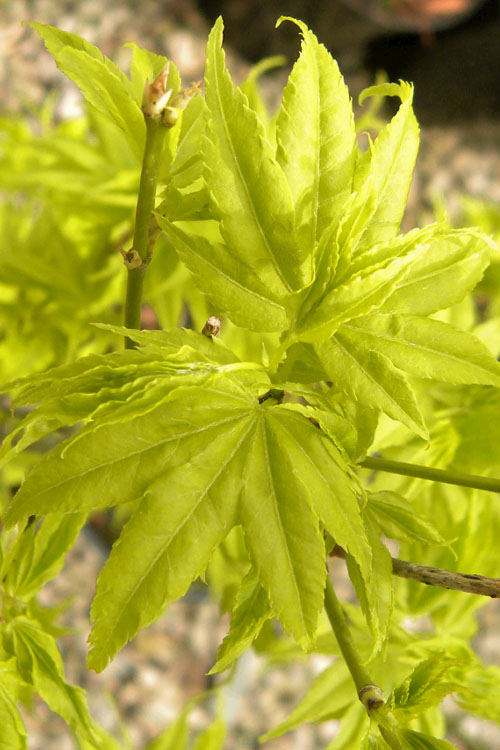  Aoyagi Japanese Maple (Ukon) - 1 Gallon Pot