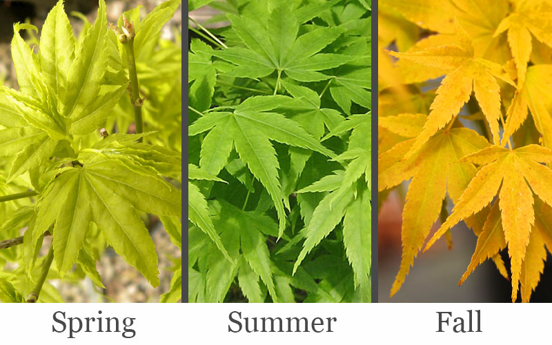  Aoyagi Japanese Maple (Ukon) - 1 Gallon Pot