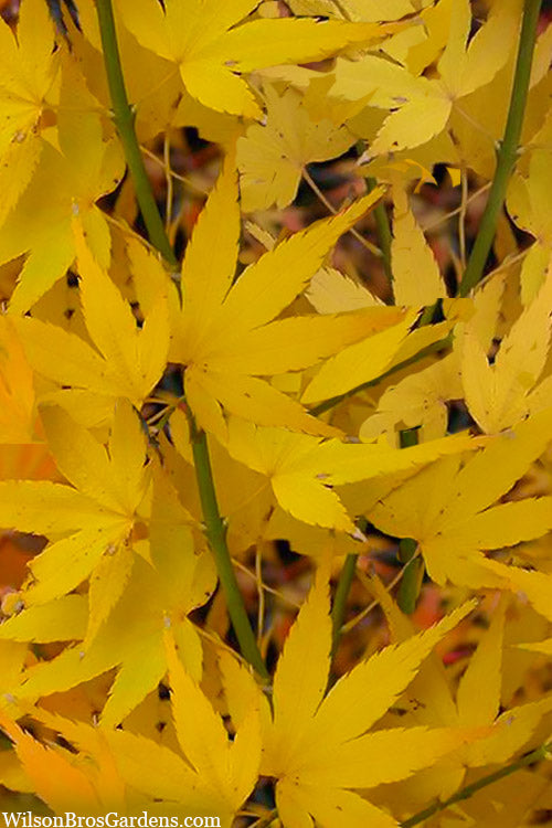  Aoyagi Japanese Maple (Ukon) - 1 Gallon Pot