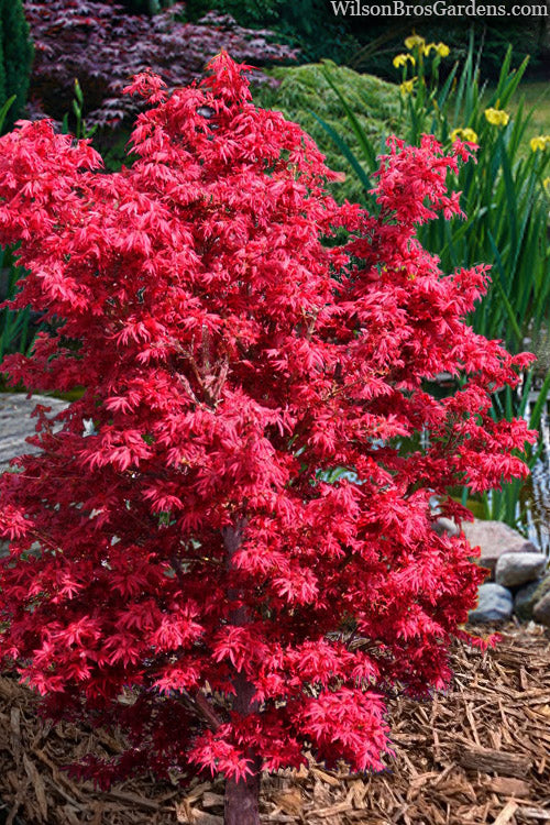  Aratama Dwarf Japanese Maple - 3 Gallon Pot