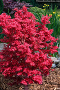  Aratama Dwarf Japanese Maple - 3 Gallon Pot