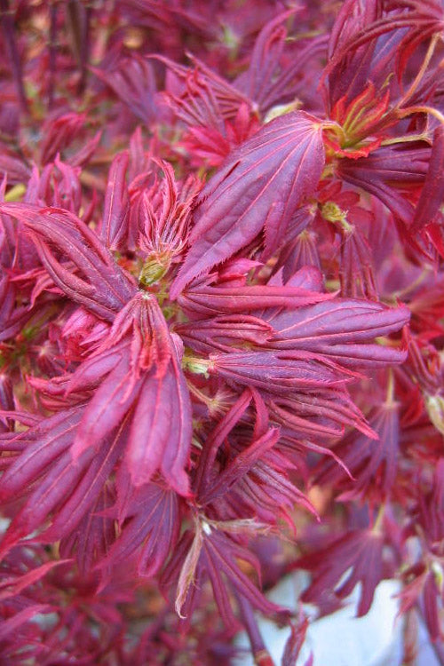  Aratama Dwarf Japanese Maple - 3 Gallon Pot