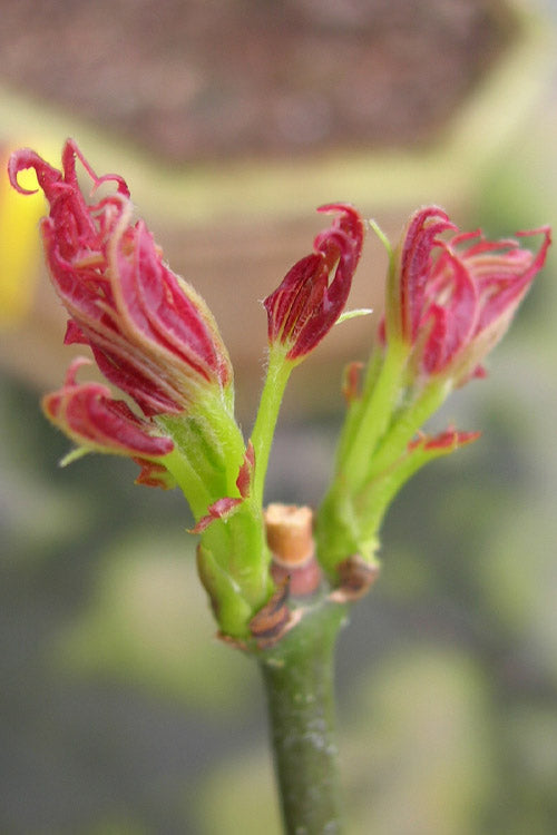 Aratama Dwarf Japanese Maple - 3 Gallon Pot