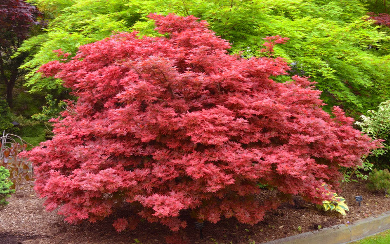  Aratama Dwarf Japanese Maple - 3 Gallon Pot