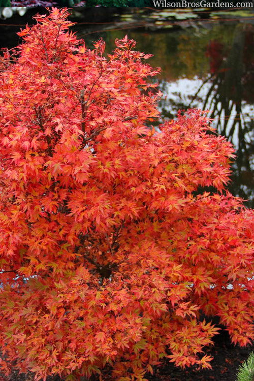  Aratama Dwarf Japanese Maple - 3 Gallon Pot