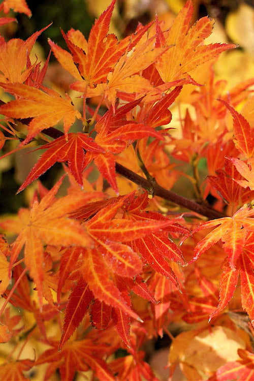  Aratama Dwarf Japanese Maple - 3 Gallon Pot