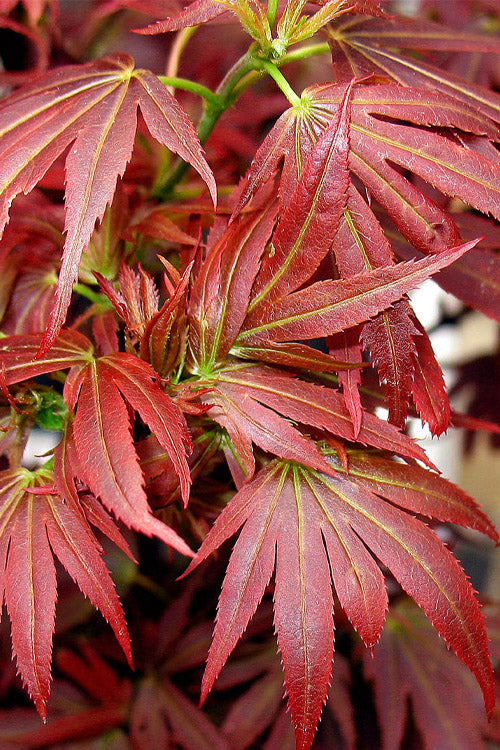  Aratama Dwarf Japanese Maple - 3 Gallon Pot