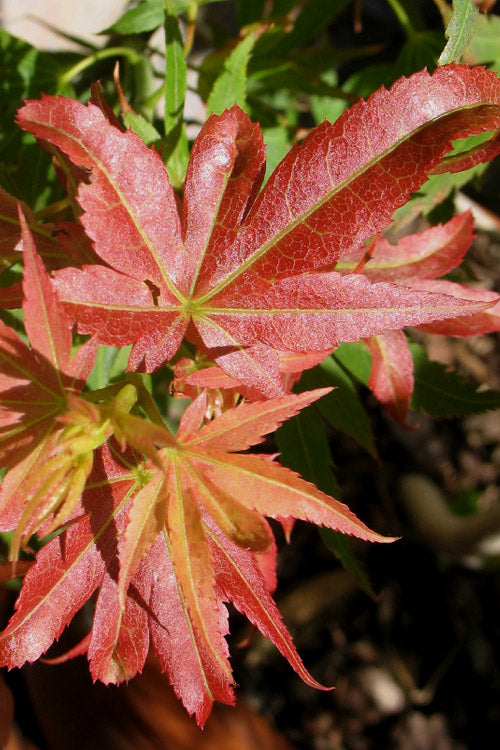  Aratama Dwarf Japanese Maple - 3 Gallon Pot