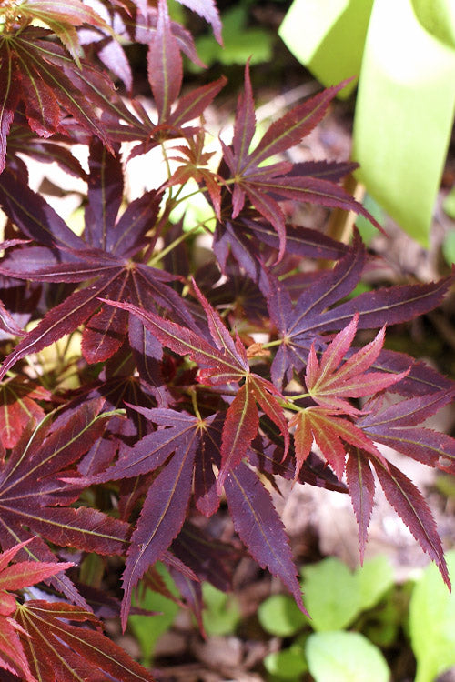  Aratama Dwarf Japanese Maple - 3 Gallon Pot
