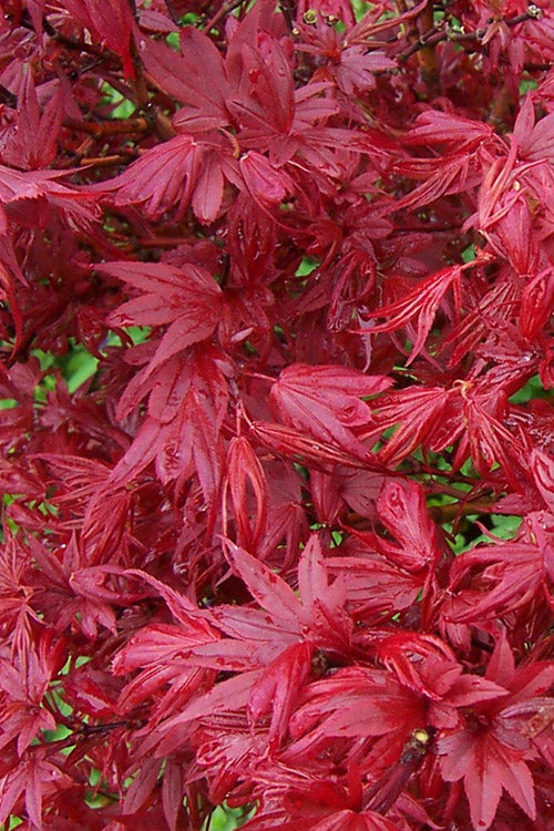  Aratama Dwarf Japanese Maple - 3 Gallon Pot
