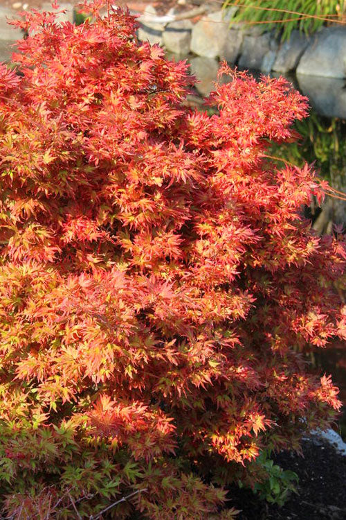  Aratama Dwarf Japanese Maple - 3 Gallon Pot