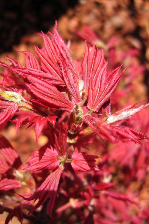  Aratama Dwarf Japanese Maple - 3 Gallon Pot