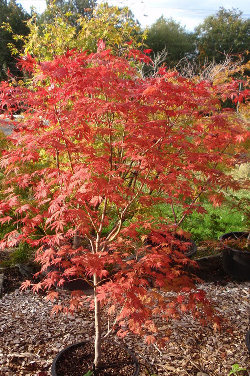  Ariadne Japanese Maple - 3 Gallon Pot