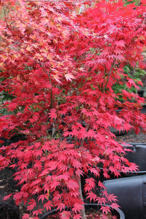  Ariadne Japanese Maple - 1 Gallon Pot