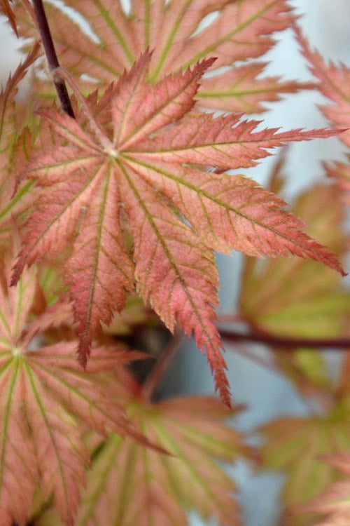  Ariadne Japanese Maple - 1 Gallon Pot