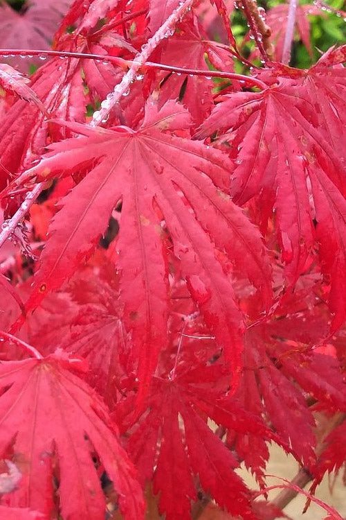  Ariadne Japanese Maple - 3 Gallon Pot