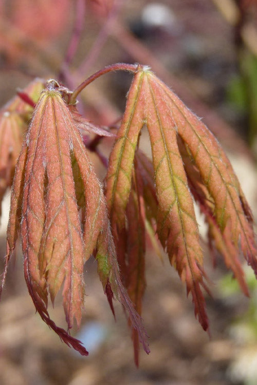  Ariadne Japanese Maple - 3 Gallon Pot