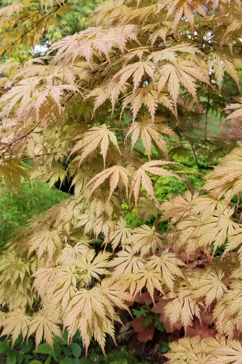  Ariadne Japanese Maple - 3 Gallon Pot