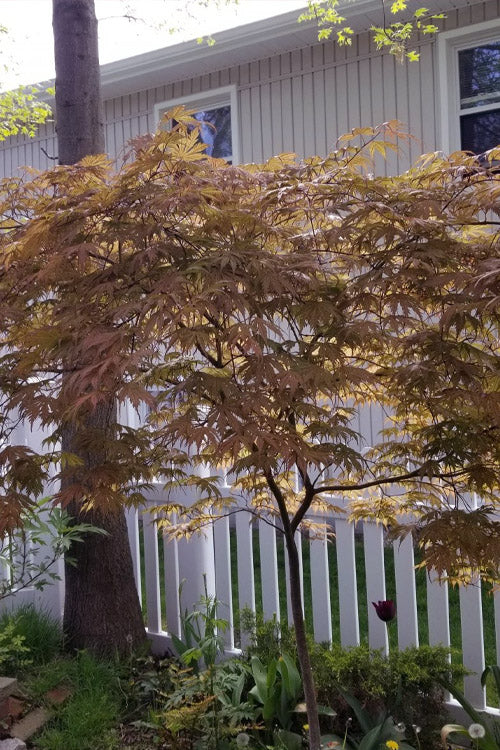 Ariadne Japanese Maple - 3 Gallon Pot
