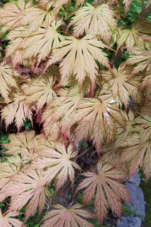  Ariadne Japanese Maple - 1 Gallon Pot
