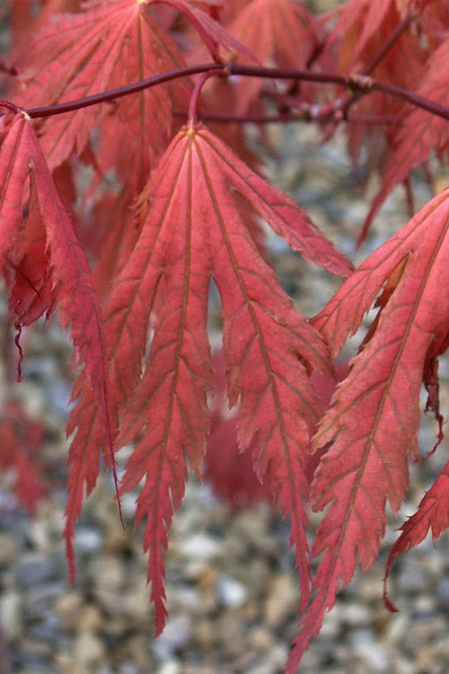  Ariadne Japanese Maple - 1 Gallon Pot