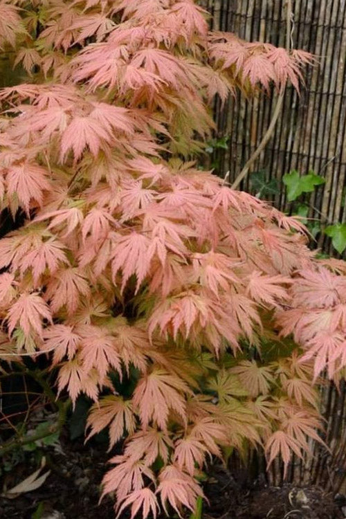  Ariadne Japanese Maple - 3 Gallon Pot