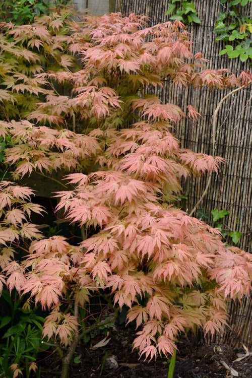  Ariadne Japanese Maple - 1 Gallon Pot