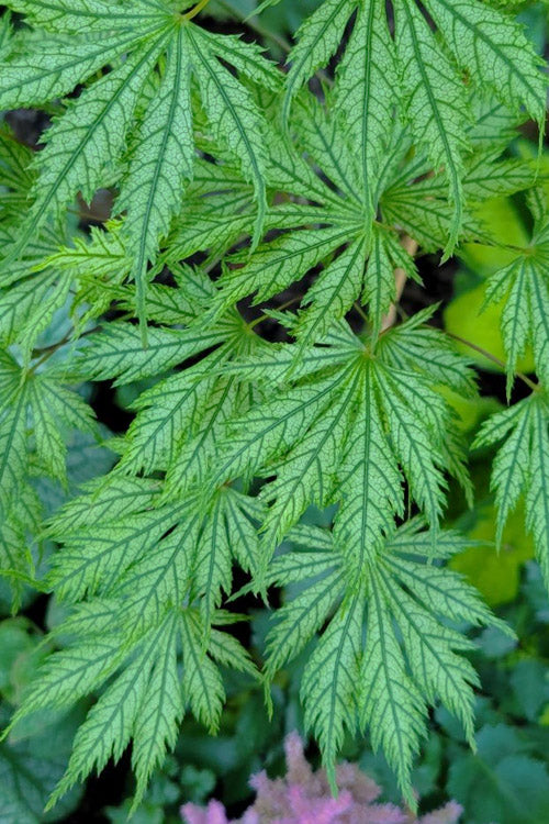 Ariadne Japanese Maple - 1 Gallon Pot