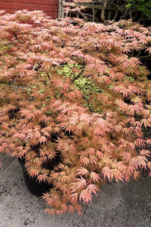 Ariadne Japanese Maple - 3 Gallon Pot
