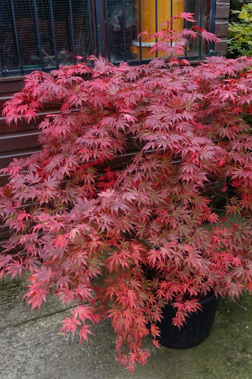  Ariadne Japanese Maple - 1 Gallon Pot