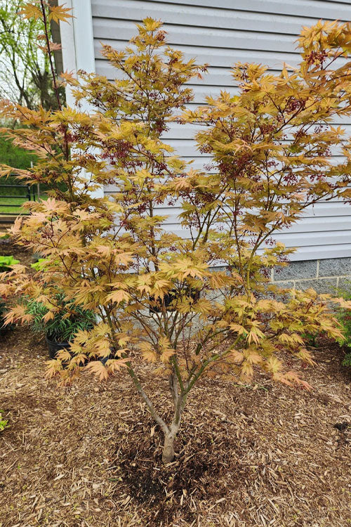  Ariadne Japanese Maple - 1 Gallon Pot