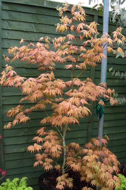  Ariadne Japanese Maple - 3 Gallon Pot