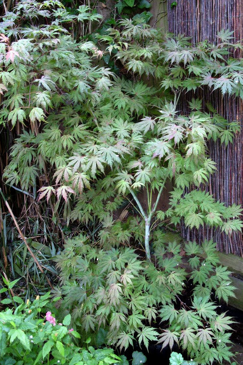  Ariadne Japanese Maple - 1 Gallon Pot