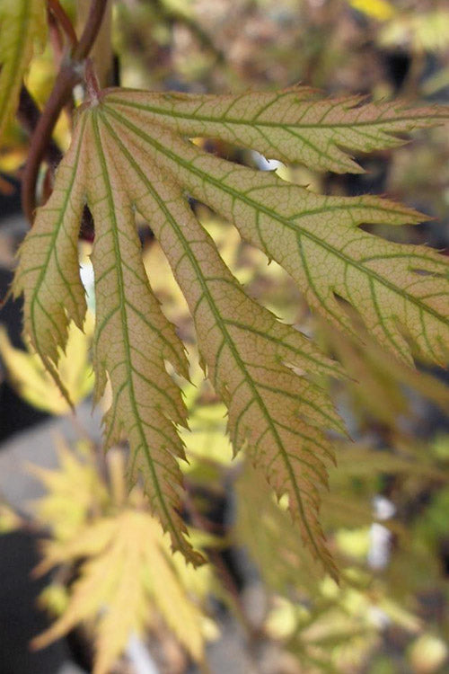 Ariadne Japanese Maple - 1 Gallon Pot