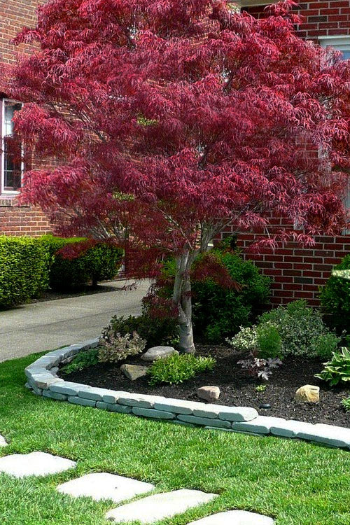  Ribbon Leaf Japanese Maple (Acer Palmatum 'Atrolineare') - 3 Gallon Pot (5-6')