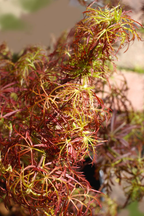  Baby Lace Japanese Maple - Single Trunk Tree Form (Acer Palmatum) - 1 Gallon Pot