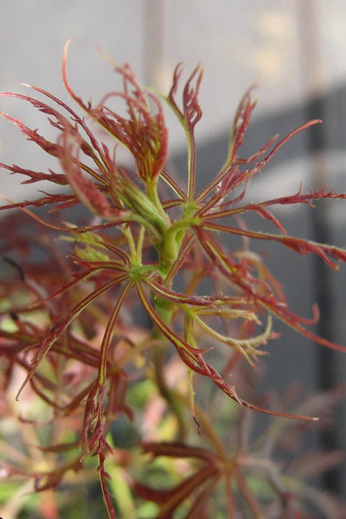  Baby Lace Japanese Maple - Single Trunk Tree Form (Acer Palmatum) - 2 Gallon Pot