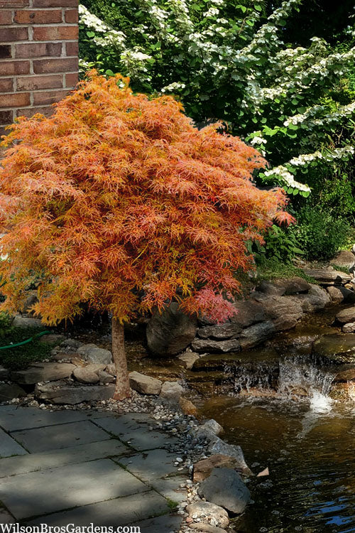  Baby Lace Japanese Maple - Single Trunk Tree Form (Acer Palmatum) - 2 Gallon Pot