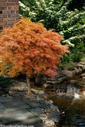  Baby Lace Japanese Maple - Single Trunk Tree Form (Acer Palmatum) - 1 Gallon Pot