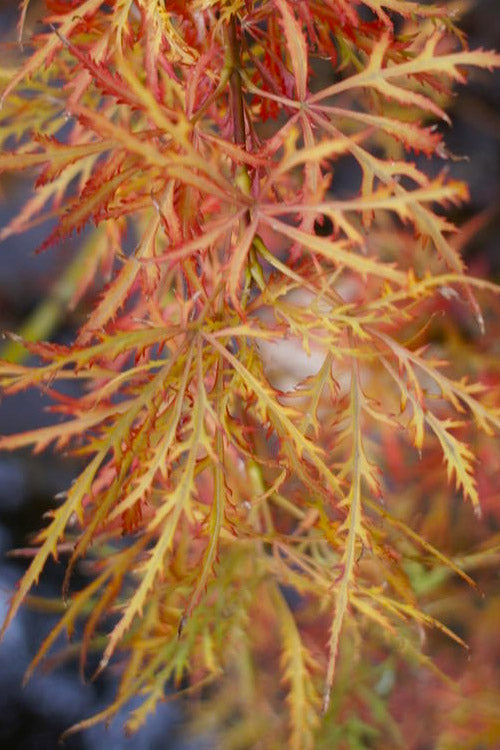  Baby Lace Japanese Maple - Single Trunk Tree Form (Acer Palmatum) - 1 Gallon Pot